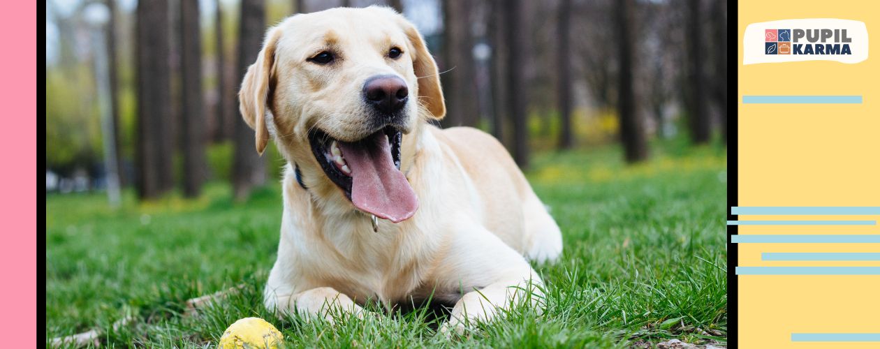 Pies na trawie z zółtą piłeczką. Wygląda na zadowolonego. Kolorowe pasy obok i logo pupilkarma.